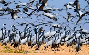 10 great migrations you’ve probably never heard of – and how to see them