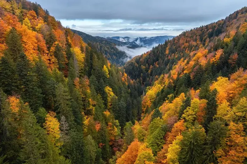 Autumn Forest