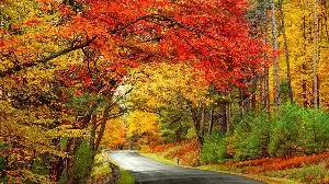 When Will Fall Foliage Peak in 2026? This Map Reveals the Best Time to See the Colors