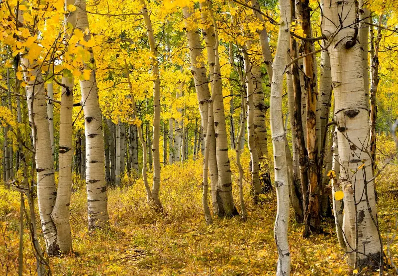quaking aspen trunks autumn