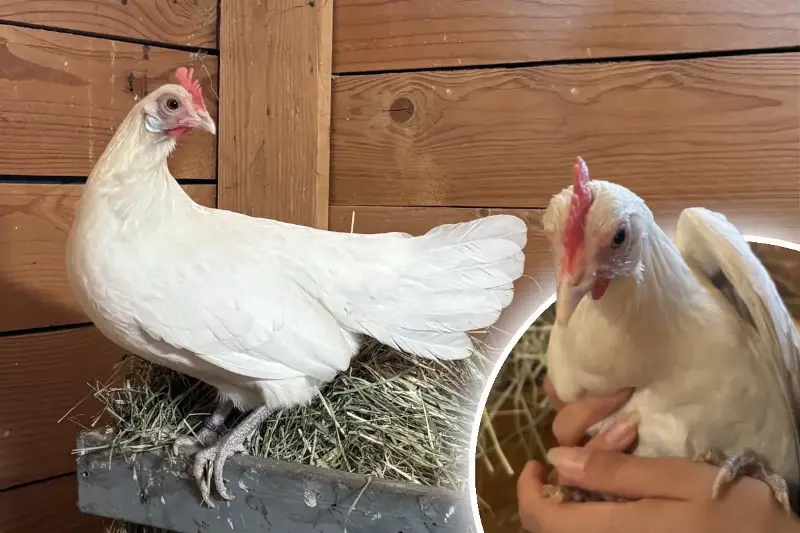 Schüchternes Zwerghuhn einfach sich selbst überlassen: Findet Lola ihr Happy End?