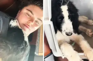 Love at first sight: Abandoned dog wins family over with puppy-eyed surprise