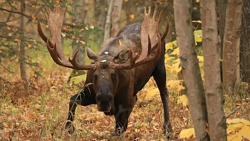 El retorno de un gigante a los bosques alemanes: los alces polacos no entienden de fronteras