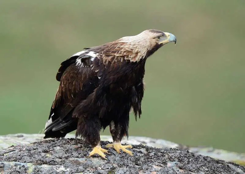 El águila imperial ibérica da el primer paso para criar en Almería y alcanza las 191 parejas en Andalucía