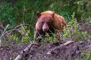 Pooch gives life trying to save California couple during bear attack
