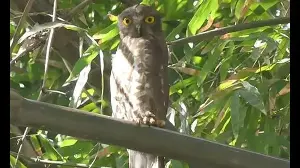 Wildbuzz | Life betrayed the statue