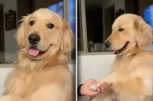 Pampered golden retriever pup gets the royal treatment after this heart-melting look