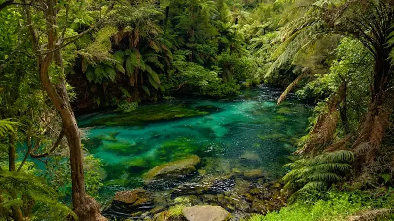 Putāruru’s Te Waihou Blue Spring in North Island, New Zealand.
