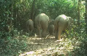 A close-up view of a herd of 9 elephants in a protected forest area in Da Nang.
