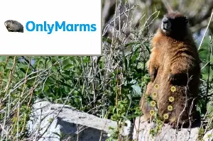 Marmot researchers turn to OnlyFans due to Trump's funding cuts: "Uncensored marmot content!"