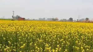 Punjab witnesses better connectivity, improved agricultural infrastructure aided by Centre's schemes