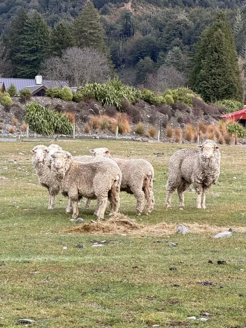 Flockhill is home to about 10,500 Merino-Romney sheep. 