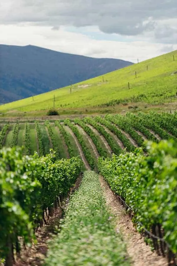 Marlborough is Cloudy Bay's first home in New Zealand. (Photo courtesy of Cloudy Bay)