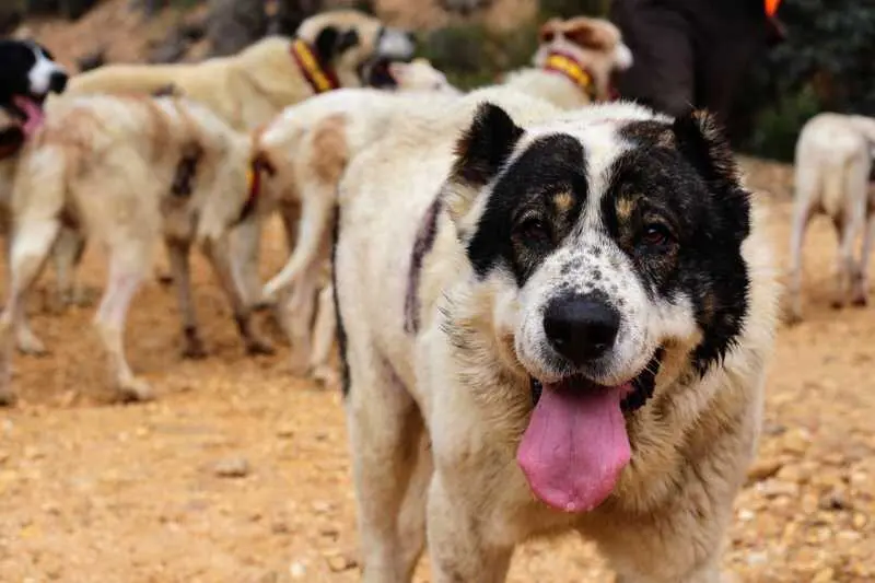 Rehaleros piden una normativa diferenciada para perros de caza y mascotas: "No pueden recibir el mismo trato jurídico"
