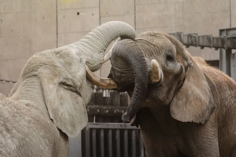 Two African elephants touching and curling their trunks together