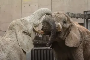 When elephants play, they rapidly copy one another’s trunk and head movements — a form of bodily mimicry resembling the contagious smiles and laughter seen in humans