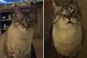 Reason Cat Pretends to Be ‘Hurt’ Delights Internet