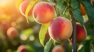 California’s Peach Belt Faces Painful Uprooting After Del Monte Collapse