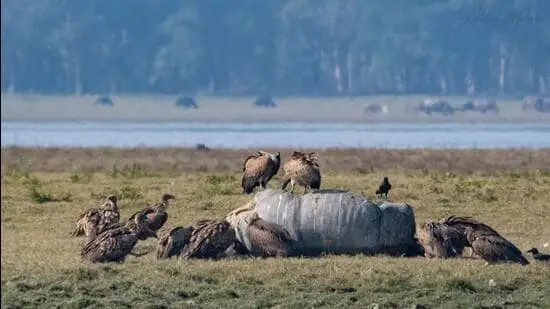 Officials said Monday’s release marks one of Assam’s most significant reintroduction efforts and a major step toward restoring wild vulture populations across the northeastern landscape.