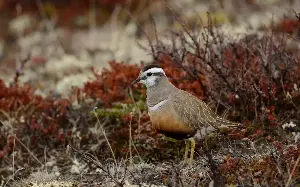 British wading bird faces extinction as habitats disappear