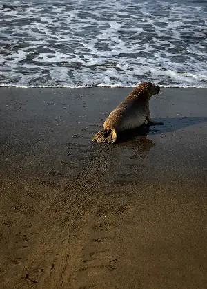 El Niño could bring waves of starving sea lion pups to California beaches. It’s happened before