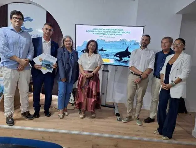 Repunte notable de interacciones de orcas con embarcaciones en Estrecho y Golfo de Cádiz, casi el doble que en todo 2025