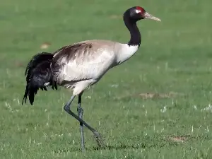 Rare black-necked cranes spotted in Quang Ngai.