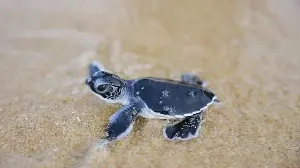 Tiny turtles take their first steps towards the sea