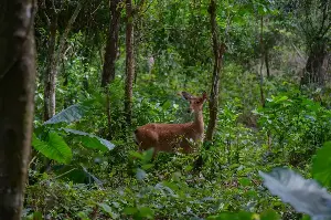 Two spotted deer 'fighting' in Cuc Phuong National Park goes viral online.