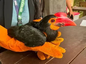 Soldier rescues vulnerable Hornbill, turns it over to DENR
