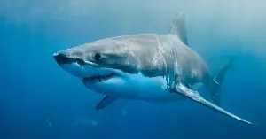 Greenland sharks can live for more than 400 years — meaning some of the ones swimming the North Atlantic today were alive when Isaac Newton was — and almost all of them spend those centuries functionally blind, navigating the deep ocean with parasites permanently attached to their eyes.