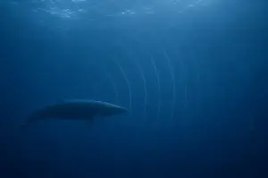 For decades a single whale has called at a frequency no other whale answers, and no one can say whether it is truly alone or simply speaking a language the rest of the ocean cannot hear