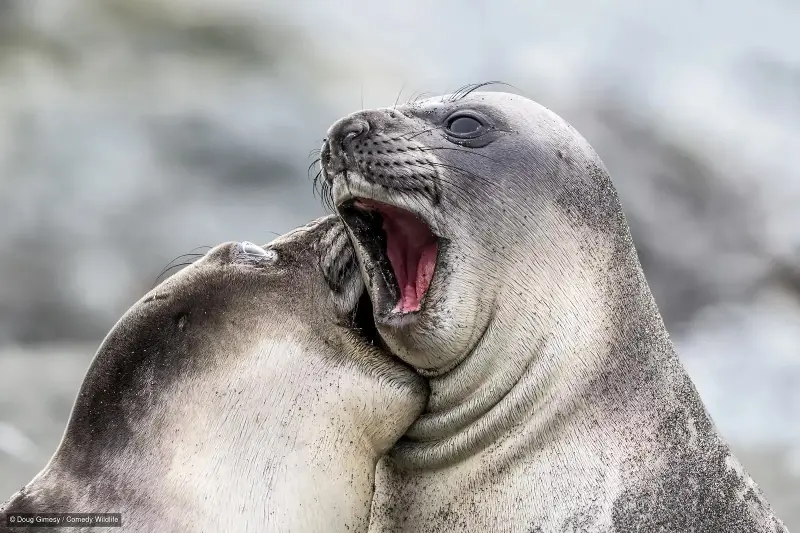 Instead of airing a tear-jerking commercial of suffering animals to spur people into action, the photo competition uses a more lighthearted approach to bring awareness (Doug Gimesy/Comedy Wildlife)