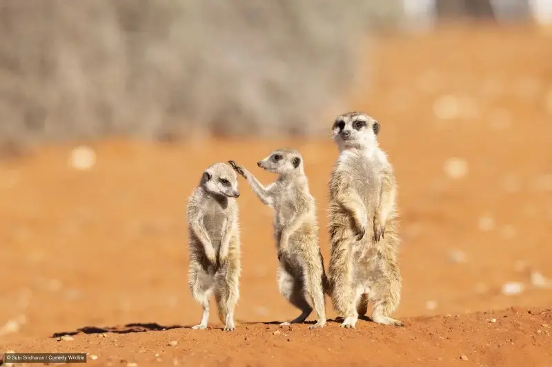 In one finalist photo, a meerkat appears to be about to pat the head of another meerkat as a third looks on (Subi Sridharan)