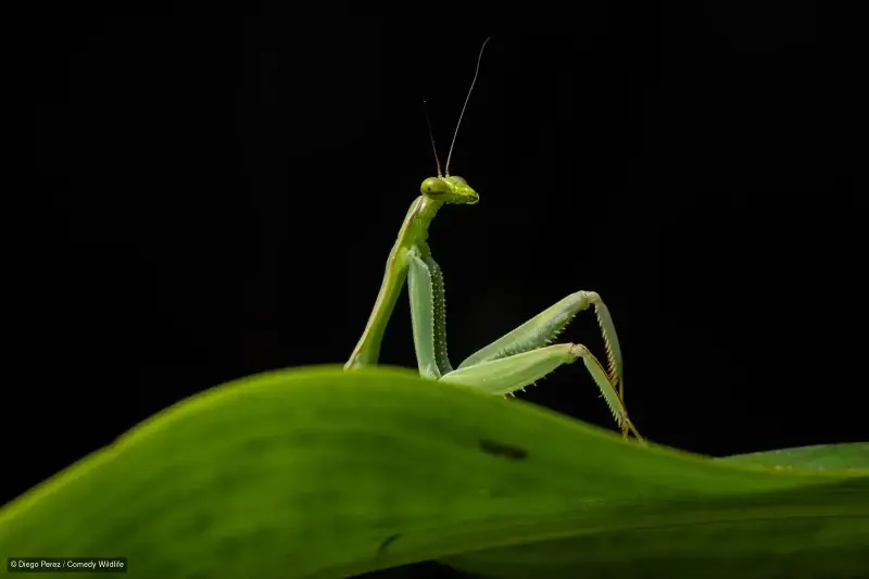 More than 40 images of mammals, birds, reptiles and more have reached the finals in the global contest that uses comedy to promote conservation (Diego Perez/Comedy Wildlife)