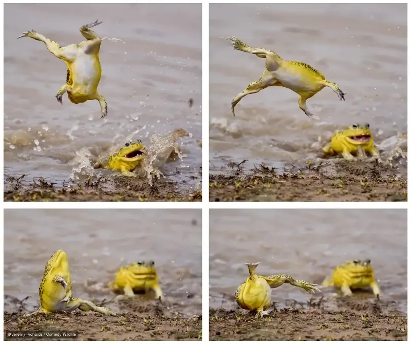 If you'd like to vote for your favorite photo, there is also a people's choice award (Jeremy Richards/Comedy Wildlife)