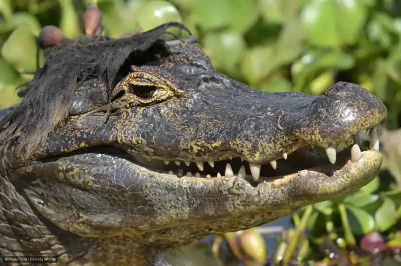 Paul Joynson-Hicks, a wildlife photographer in East Africa, started the contest in 2015 after looking through his photos and finding several laugh-worthy snapshots (Paolo Torre/Comedy Wildlife)