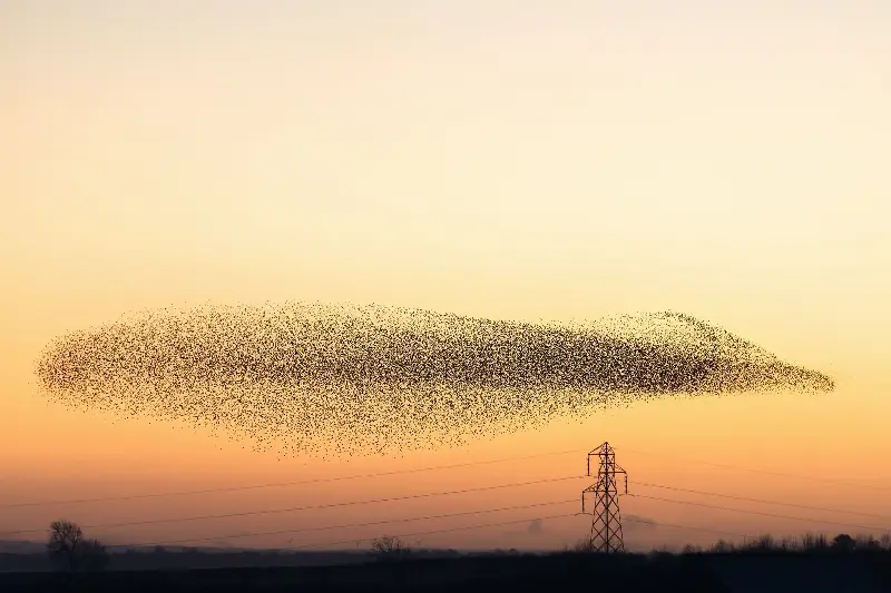 A starling murmuration first inspired Eloise (Getty Images / iStockPhotos)