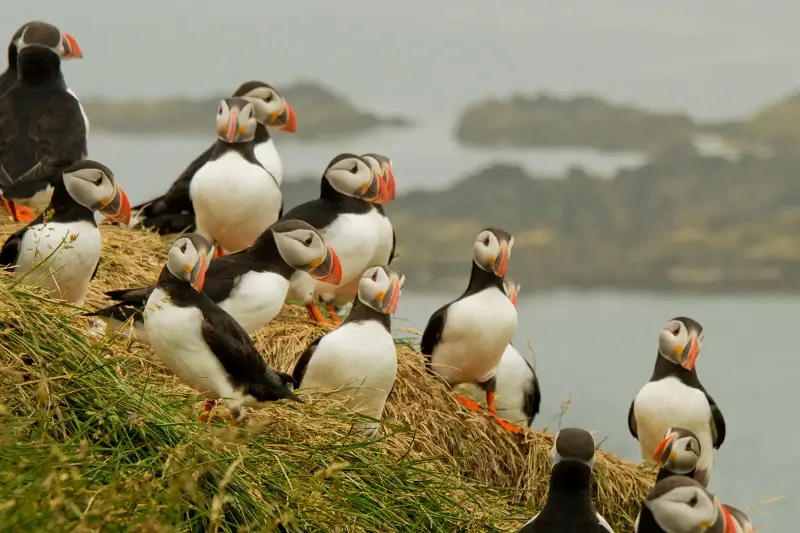 Puffins 'never fail to get the heart racing' (Getty Images / iStockPhoto)