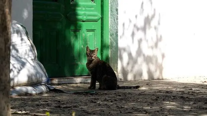 Cuevas del Almanzora logra controlar más del 70% de sus colonias felinas con la esterilización de 725 gatos en dos años