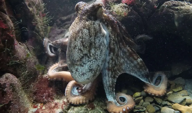 La sorprendente precisión del pulpo en la reproducción y su papel en el ecosistema marino