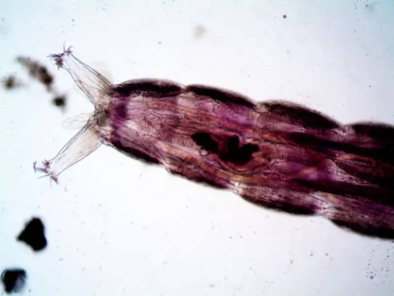 hydrozoan polyp microscope
