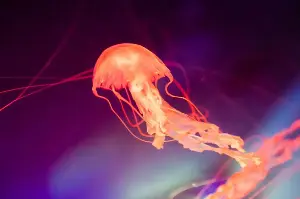 This jellyfish can reset its life cycle.