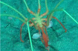 Deep-sea crustaceans caught hitching rides on giant sea spiders