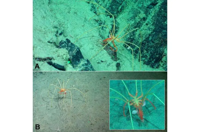Deep-sea crustaceans caught hitching rides on giant sea spiders