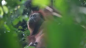 Orangutans Caught Between FOLU Net Sink and Carbon Profits