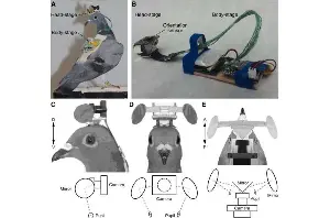 Pigeons' eyes are almost perfectly still when they're flying, study finds