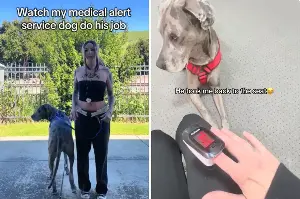 Service Great Dane Does ‘The Unthinkable’ by Facing His Fear To Help Owner