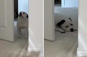‘Scared’ Rescue Dog Has To Build Up Courage To Enter Room—Why Melts Hearts