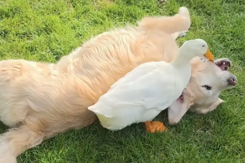 Golden Retriever ist völlig in sich gekehrt: Als Frauchen dann eine Ente anschleppt, passiert etwas Unerwartetes